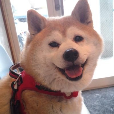 munya1970's profile picture. 老眼と闘いながら提督してるマスターです。最近は主様ともトレーナーとも呼ばれてます