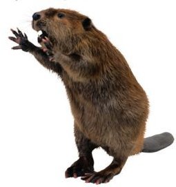 JasonOSUBeavers's profile picture. OSU Beavers Fan and occaisional blogger