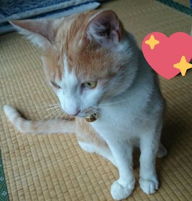 ラテ 猫探してます Rnekosagasi Twitter ラテ 猫探してます Rnekosagasi Twitter