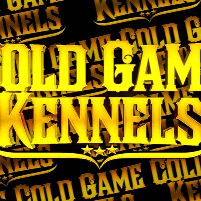 COLDGAME KENNELS Home of the American Bully Dog