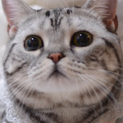 youtuber masterdp