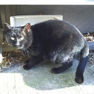 hanakuroneko16's profile picture. リツイート多め、無言フォローごめんなさい。