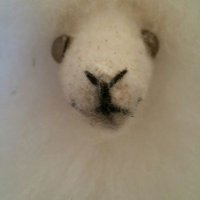 Cath Coucill (@cacoucill) 's Twitter Profile