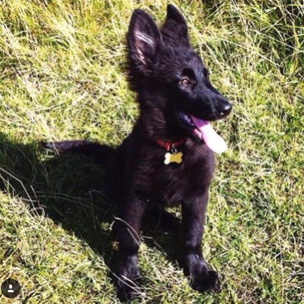 Black German Shepherd with a ridiculously long tongue. If I could talk I'd sound like Scooby Doo, Ruh Roh Raggy