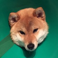Qubinoix イチマキ 〇))) (@ichimaki_1mk) 's Twitter Profile Photo Qubinoix イチマキ 〇))) (@ichimaki_1mk) 's Twitter Profile Photo