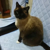 うたき四号 (@utaki_no4) 's Twitter Profile