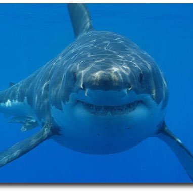 Wishing I was in Thailand, love sharks and cats, hate Brexit love EU #FBPE. Private account because of Muskrat. @sidonia13.bsky.social Slava Ukraini 🇺🇦