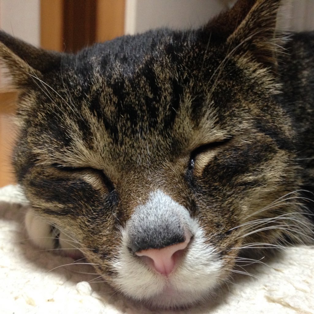 ふーつら なこさんのプロフィール画像