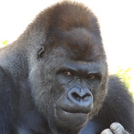 尾崎ゴリラさんのプロフィール画像