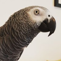 Earl - @EarlGreyParrot Twitter Profile Photo