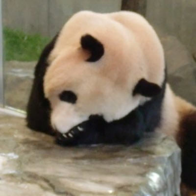 パンダの優浜が1番好きで、現在はリーリーと桃浜も推しています。