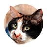 Higeneko's profile picture. 好きなものは、ねこ、プログラム、ゲーム制作、猫、映画鑑賞、料理、ピアノ演奏、ねこ、作曲、一眼レフ、あとは～ネコが好きって書いたっけ？ 技術系つぶやきは@HigenekoTechで、お絵描きは@HigenekoArtでしています