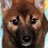 柴犬さんのアイコン