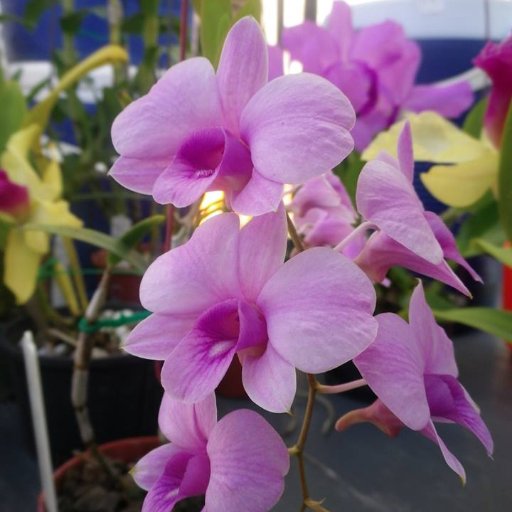 CEO - Serendipity Laboratories natural Non-Toxic alternative health products. Columnist for Health Newspaper. Researcher alternative health non drug therapies.