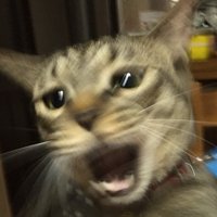 やー的feat.猫 (@yaateki) 's Twitter Profile Photo やー的feat.猫 (@yaateki) 's Twitter Profile Photo