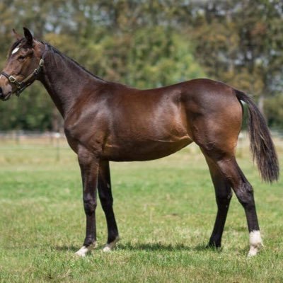 DawkinsAdele's profile picture. Standardbred Breeder