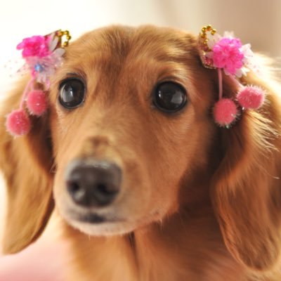 くぅちゃんのママ (@kuchanmama) / Posts / X