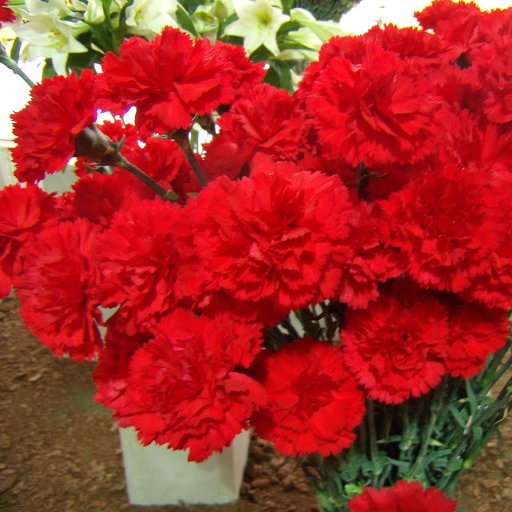 clavelesrojosFA's profile picture. 