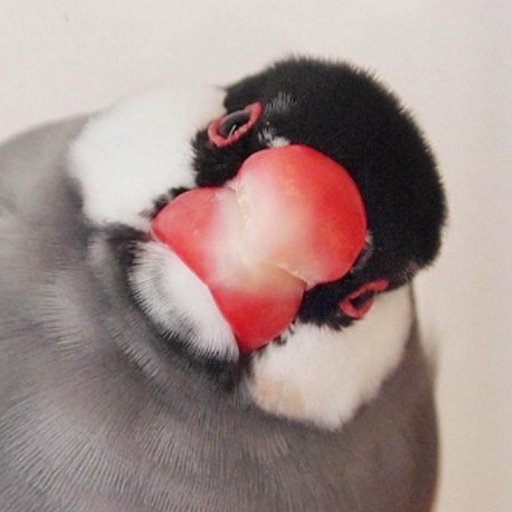 文鳥かわいい( ○‘⊖‘)さんのプロフィール画像