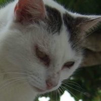 斑猫賢二(HAN-NEKO,Kenji) 💜💙💛🟠🌈🎌🇷🇺🇺🇦 (@tvvitter_com) 's Twitter Profile Photo 斑猫賢二(HAN-NEKO,Kenji) 💜💙💛🟠🌈🎌🇷🇺🇺🇦 (@tvvitter_com) 's Twitter Profile Photo