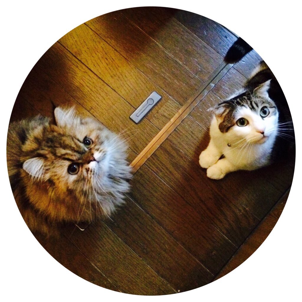 猫好きさん無言フォローすみません(.. )♡2012年12月18日生まれの こうめ(スコティッシュフォールド♀) と 2015年8月5日生まれの くるみ(エキゾチックロングヘアー♀) と暮らしてます~。
