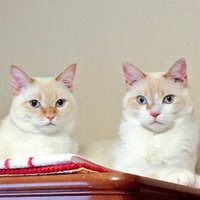 YUKI♡COCO (@nekokitty0925) 's Twitter Profile Photo