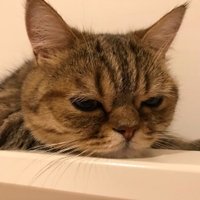 いまちゃん (@springulten) 's Twitter Profile