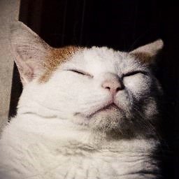 pekomoさんのプロフィール画像
