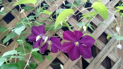 lesliegramar's profile picture. 