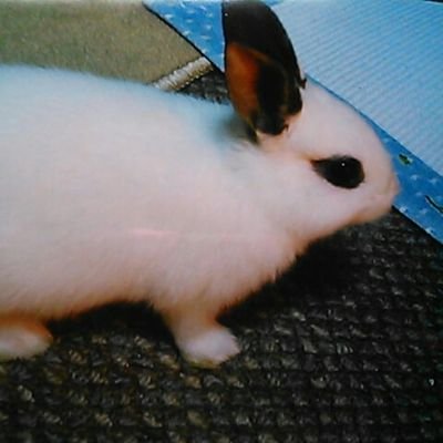 putigrain's profile picture. ほぼ毎週日帰り登山
ウサギ🐰も大好き💕
山に行く時間を作るため、普段はあまりツイートする暇が無いです(´Д｀)