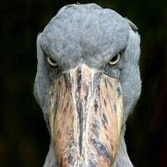 さがわさんのプロフィール画像