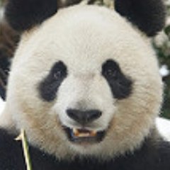 kuromimi64's profile picture. 