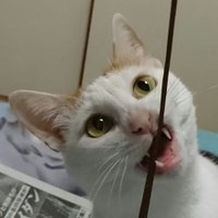 かお ミ^..^ミ (@kaokaonekoneko) 's Twitter Profile Photo かお ミ^..^ミ (@kaokaonekoneko) 's Twitter Profile Photo