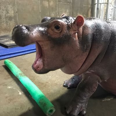 FionaHippo Profile Picture