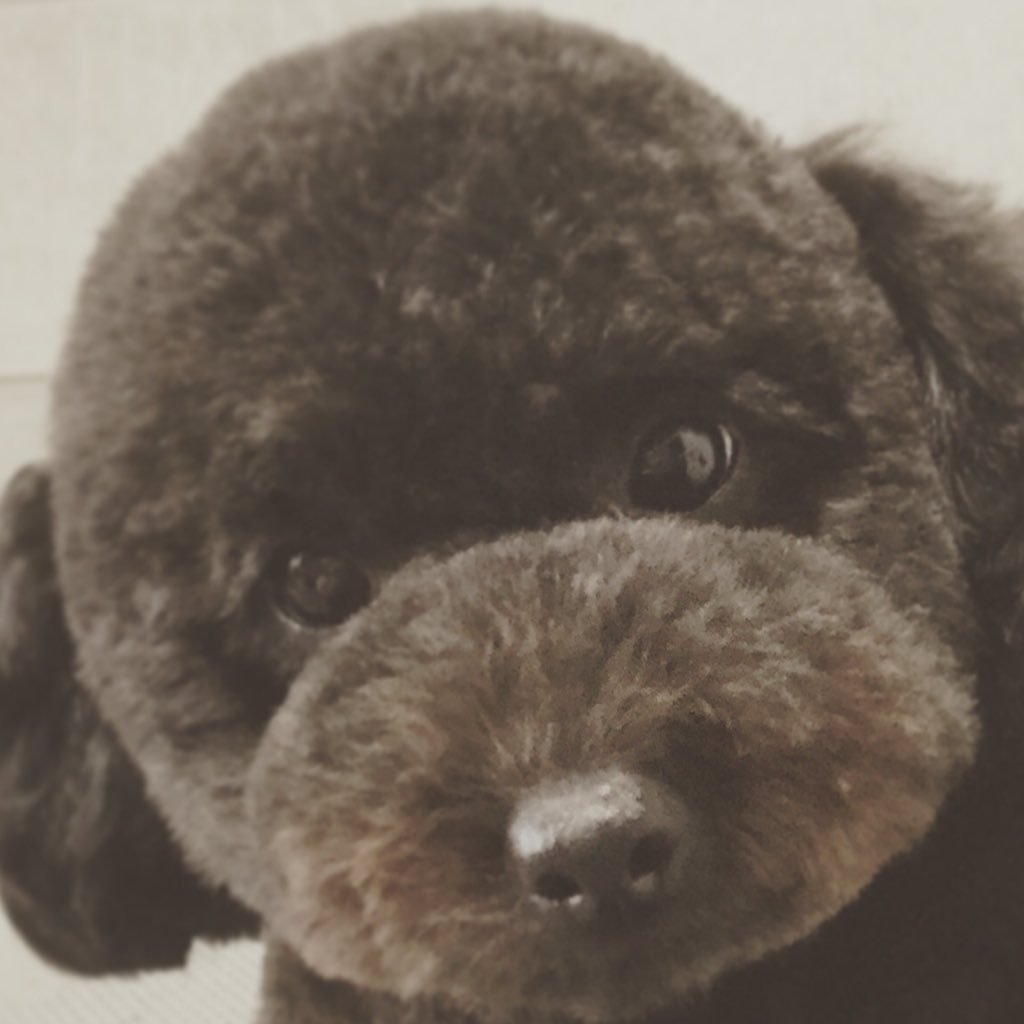 samoedo1983's profile picture. ポーカー筋トレ