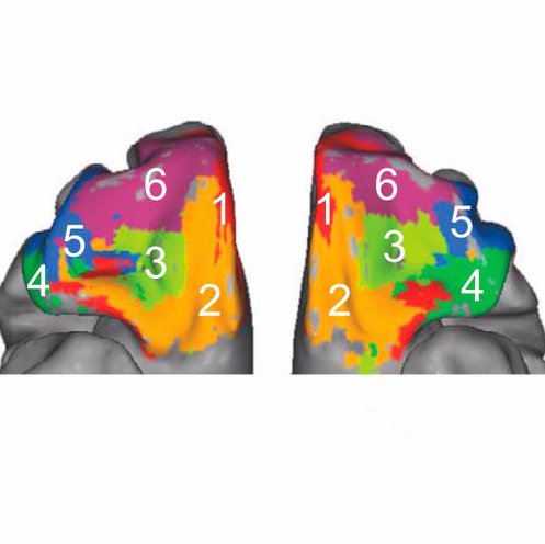 Cognitive neuroscience lab at NIDA IRP studying learning, decision-making, and olfaction. Opinions are my own.