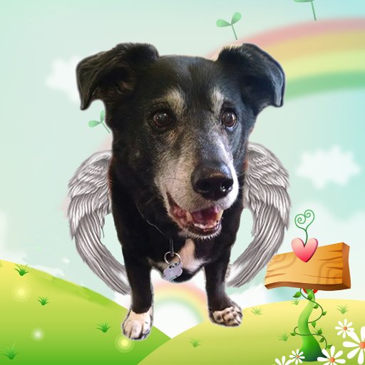 A Rainbow Bridge can't stop me from performing my duties as a founder of #TheRuffRiderz motorcycle club along with Spike the intern.