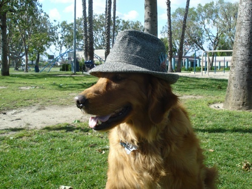 I am a freelance journalist with a passion for screenwriting. Visit our site and help homeless pets when you click on Harley's screenplay or shop our store!