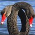 Blackswan2017 (@blackswan2017) Twitter profile photo Blackswan2017 (@blackswan2017) Twitter profile photo