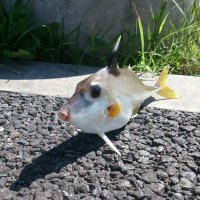 じゅーしー (@s1kata) 's Twitter Profile