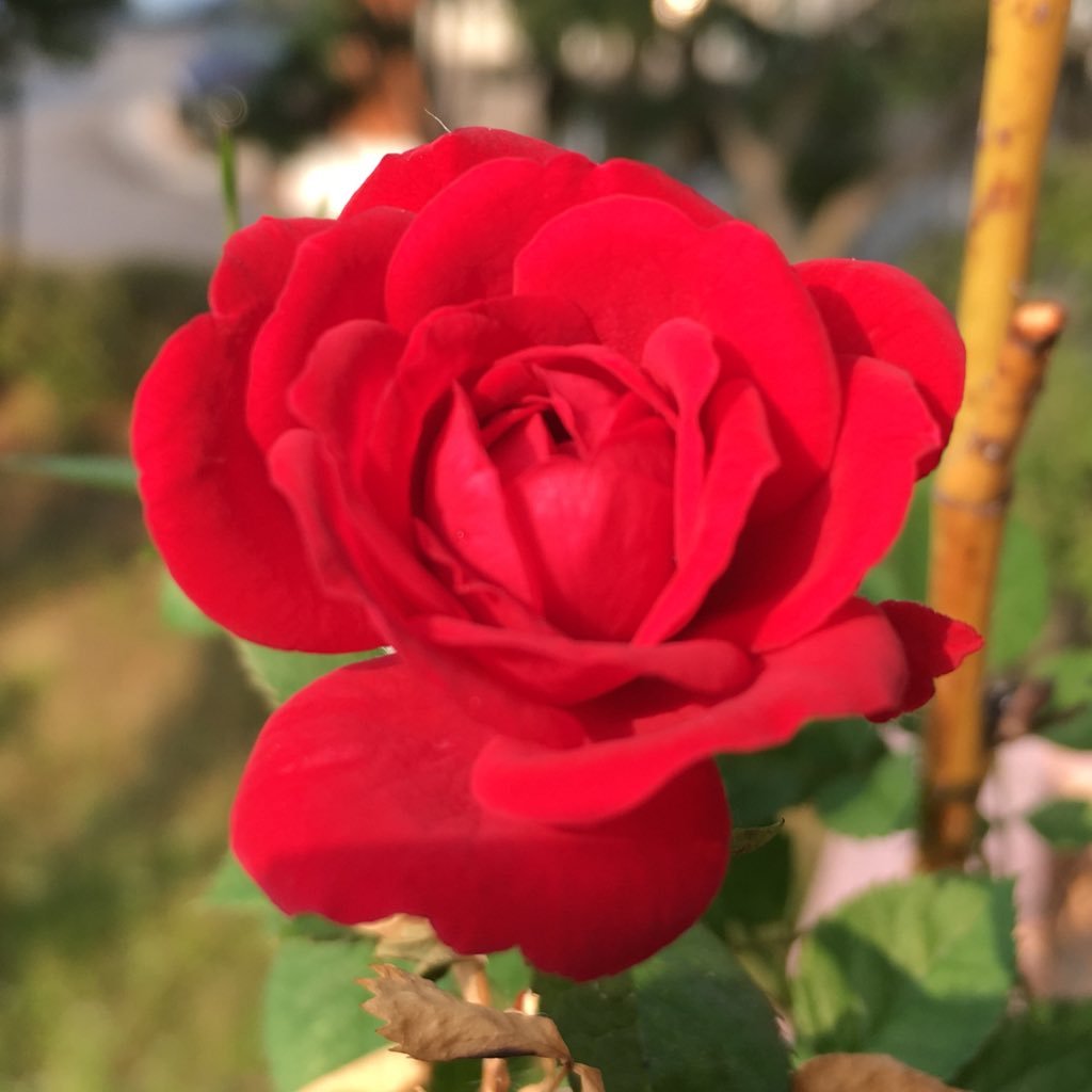 baycity7's profile picture. 未だに全然使い方がわからない(T_T)      浜田省吾さん大好き♡   風景写真大好き!!よろしくお願いします。