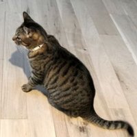 もいもい (@omochi_ka) Twitter profile photo