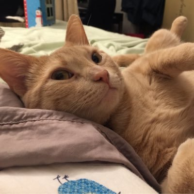 airbnbcat's profile picture. I am an American-sized, furry hooman. I work for Airbnb greeting other hoomans. I love my job!