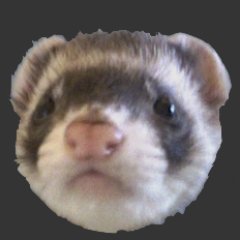 Software Engineer. RoR Developer. Caretaker for a cute, funny, and extremely smart $&#%@! ferret named Fred Weasley.

On Minds, Parler, & Gab, same @.