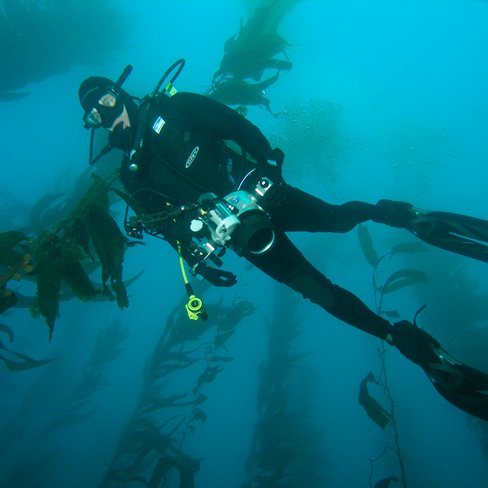 Systematics and taxonomy of Syngnathidae at the Australian Museum and California Academy of Sciences. Pisces Editor | Marine Fishes | Zootaxa.