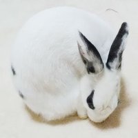 みょん (@czc_k) 's Twitter Profile