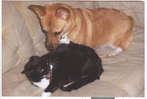 menekiblue4's profile picture. Teacher of English, corgi and cat fan, and gamer extraordinaire.