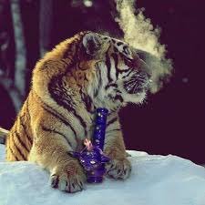 Defianttttt's profile picture. $nD