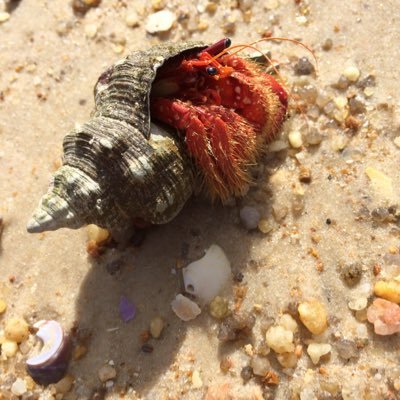 claudiaestcourt's profile picture. Clinical Academic in Sexual Health & HIV. Current focus on communication technologies in STI care and prevention of STI & HIV transmission. Views my own