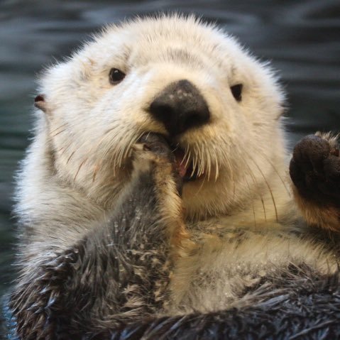 I❤︎sea otter♡らっこだいすき♡ 隙あればラッコ 🦦写真・動画置き場 ＊写真・動画の無駄転載・無断使用はご遠慮ください。＊I wholly forbid the reproduction and manufacturing of my work without permission.